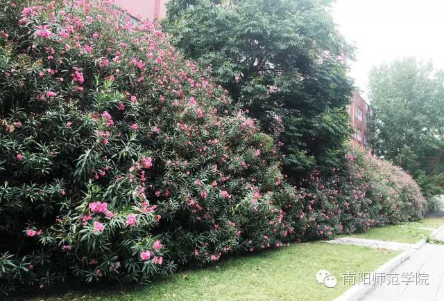 夏繁六月·南阳师院校花知多少