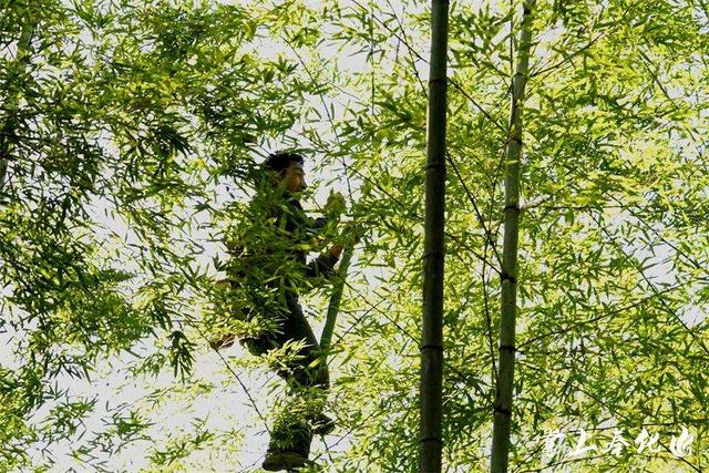 最后的“竹海飞人”:70岁浙江老人踏竹飞行,10米高空如履平地