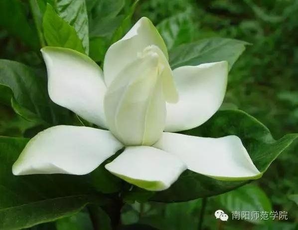 夏繁六月·南阳师院校花知多少