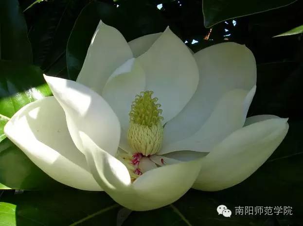 夏繁六月·南阳师院校花知多少