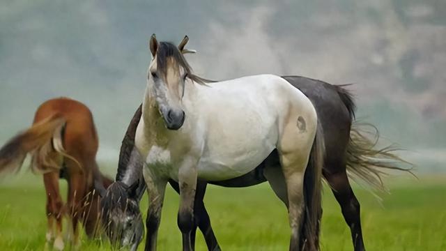 种马“精液”到底有多贵？1升价值120万美元，一年产值2000万美元