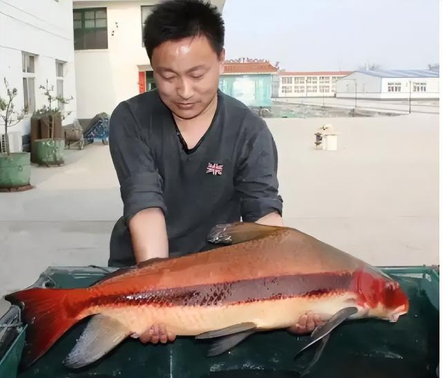 消失近40年再次出现!浙江渔民捕鱼数十年,第一次见到
