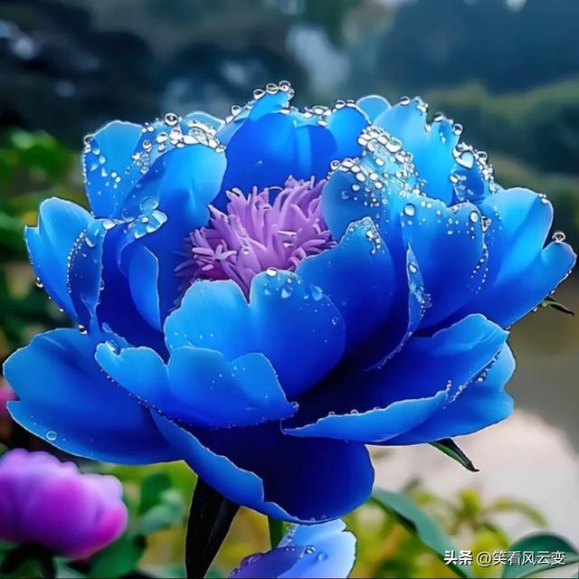 分享图片—雍荣华贵,绚烂缤纷,宛如璀璨明珠的牡丹花。