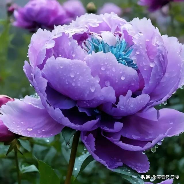 分享图片—雍荣华贵,绚烂缤纷,宛如璀璨明珠的牡丹花。