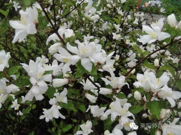 夏繁六月·南阳师院校花知多少
