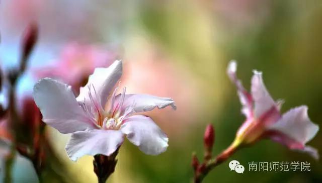 夏繁六月·南阳师院校花知多少