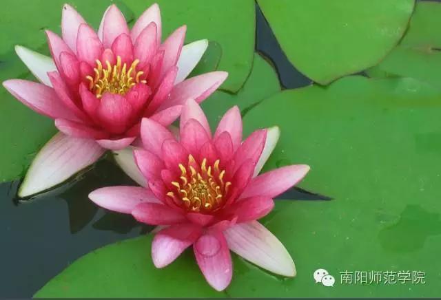 夏繁六月·南阳师院校花知多少