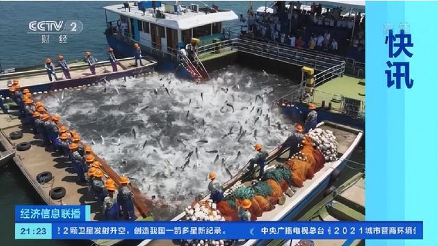 消失近40年再次出现!浙江渔民捕鱼数十年,第一次见到