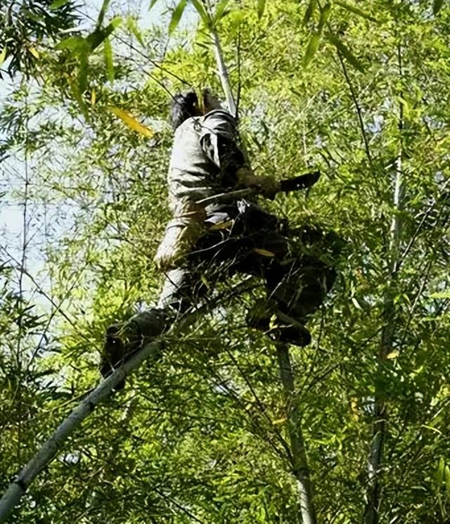最后的“竹海飞人”:70岁浙江老人踏竹飞行,10米高空如履平地
