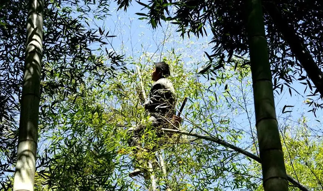 最后的“竹海飞人”:70岁浙江老人踏竹飞行,10米高空如履平地