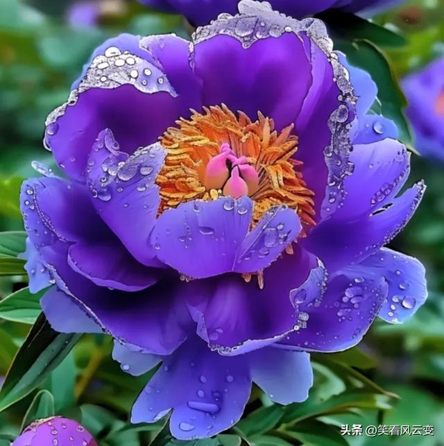 分享图片—雍荣华贵,绚烂缤纷,宛如璀璨明珠的牡丹花。