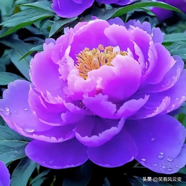 分享图片—雍荣华贵,绚烂缤纷,宛如璀璨明珠的牡丹花。