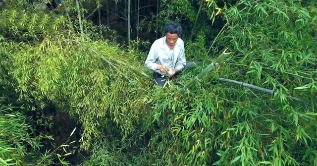 最后的“竹海飞人”:70岁浙江老人踏竹飞行,10米高空如履平地