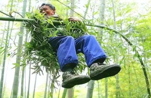 最后的“竹海飞人”:70岁浙江老人踏竹飞行,10米高空如履平地
