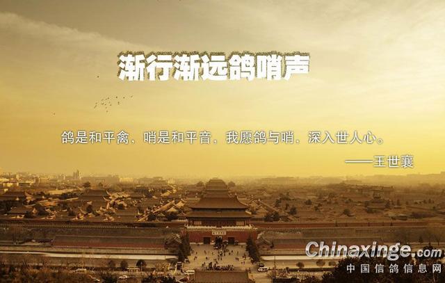 鸽子背上的风情——鸽哨