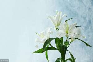 哭泣的百合花(哭泣的百合花)