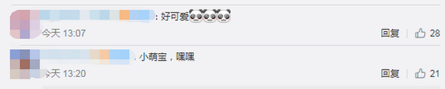 大熊猫阿宝诞下龙凤胎,在美国出生并生活三年,曾被误以为是雄性