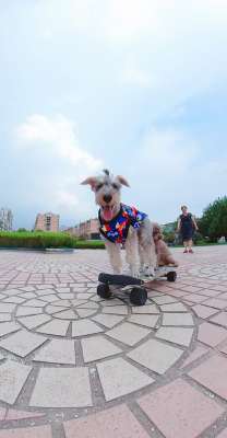 狗狗玩滑板(宠物狗玩滑板技巧娴熟引路人围观，主人：它精力旺盛，只教了一个星期)