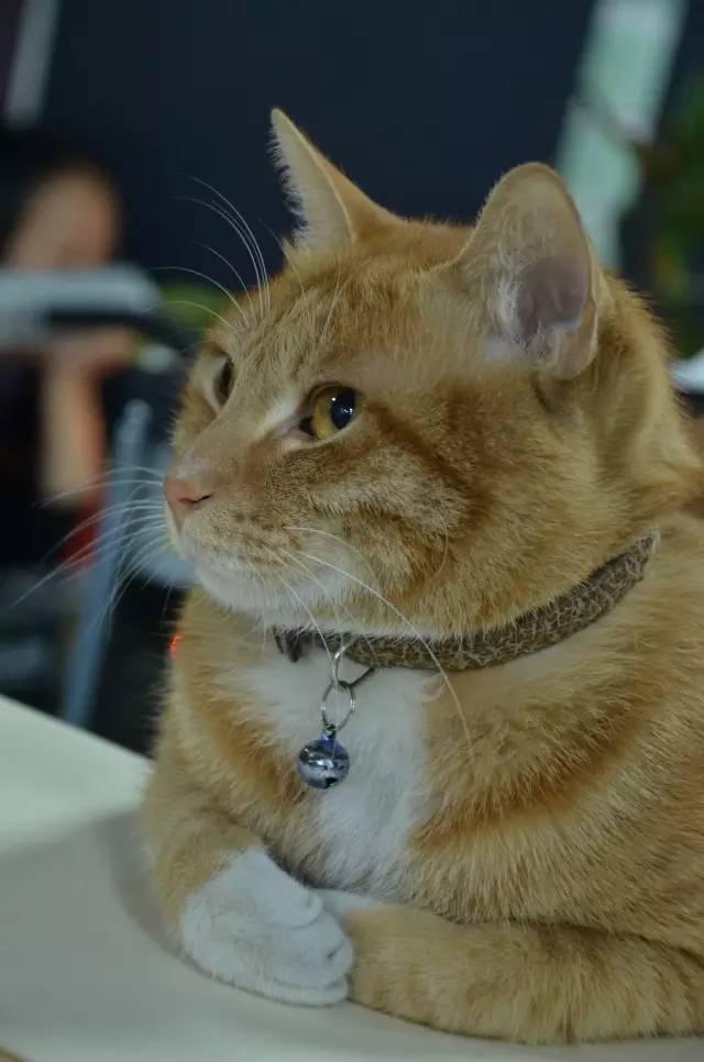 不知道这十大网红,你这些年就白上网了