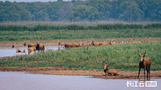 出生半小时就能奔走!荆州石首保护区新添498头小麋鹿