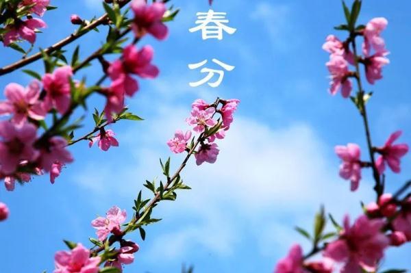今日春分,花开燕归来,莫负春光好