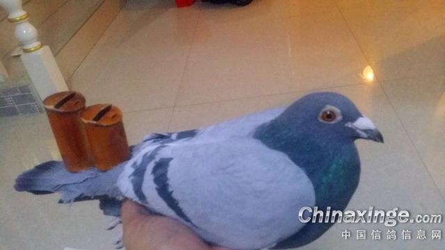 鸽子背上的风情——鸽哨