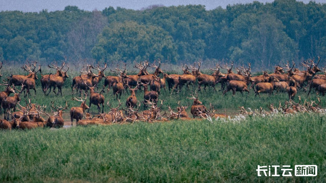 出生半小时就能奔走!荆州石首保护区新添498头小麋鹿