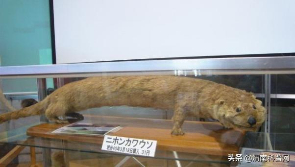 又是一年“獭祭”时丨“河童”原型是如何灭绝的?