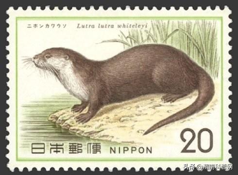 又是一年“獭祭”时丨“河童”原型是如何灭绝的?