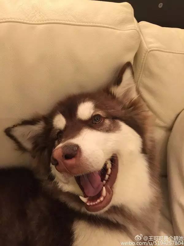 不知道这十大网红,你这些年就白上网了