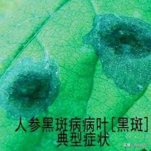 肥b(生物抗生素多抗霉素,保护治疗,药肥双效,绿色农业生产的必备)