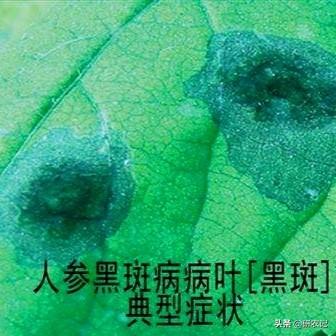 生物抗生素多抗霉素，保护治疗，药肥双效，绿色农业生产的必备！