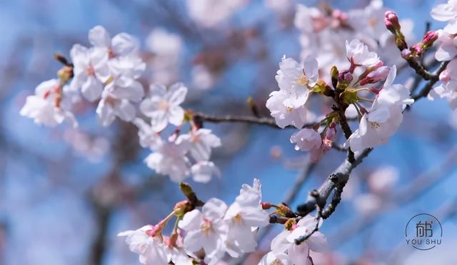 五月你好：愿你从前不回头，往后不将就