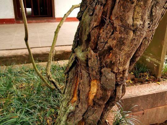 时光｜文月：回声