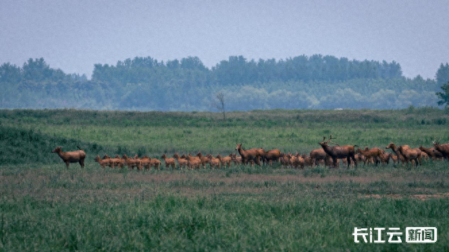出生半小时就能奔走!荆州石首保护区新添498头小麋鹿