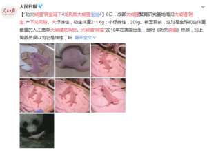 大熊猫阿宝(大熊猫阿宝诞下龙凤胎，在美国出生并生活三年，曾被误以为是雄性)