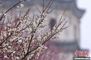 (乡村行·看振兴)安徽黄山:赏花经济绽放美丽效应