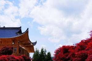 五月激情(诗画鹤峰：红枫点燃五月的激情)