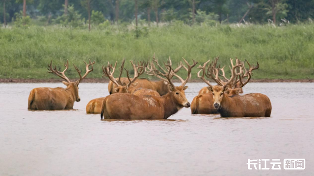 出生半小时就能奔走!荆州石首保护区新添498头小麋鹿