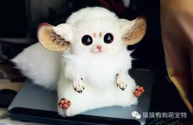 俄罗斯女孩制作的虚构动物玩偶，好逼真！