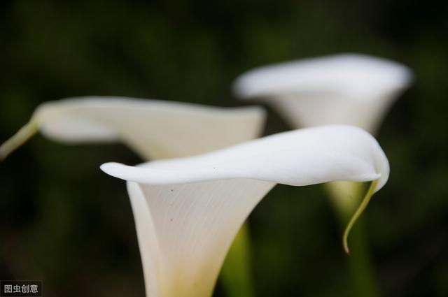 哭泣的百合花