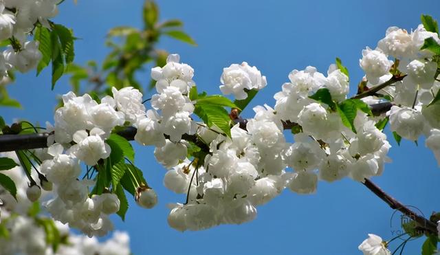 五月你好：愿你从前不回头，往后不将就