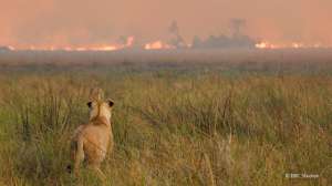 非洲纪录片(纪录片《大猫全实录》上线,追踪非洲大型猫科动物的生存故事)