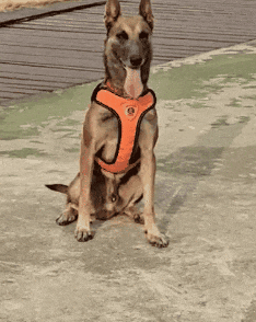 显眼包“二驴”再现赛场!表现如何?