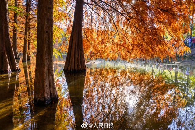 好美!南京落羽杉林美出了油画质地