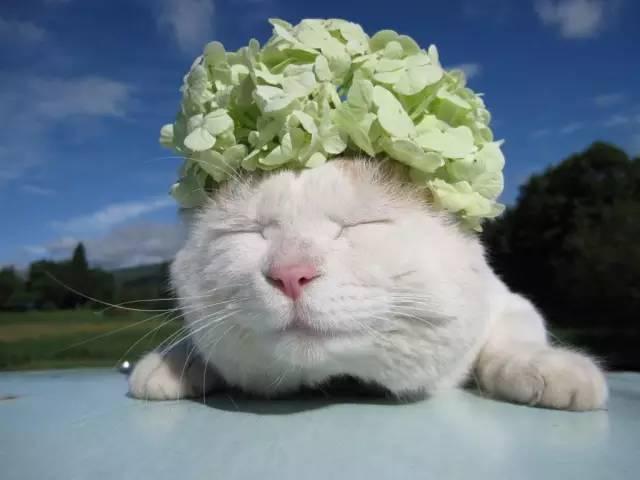 不知道这十大网红,你这些年就白上网了