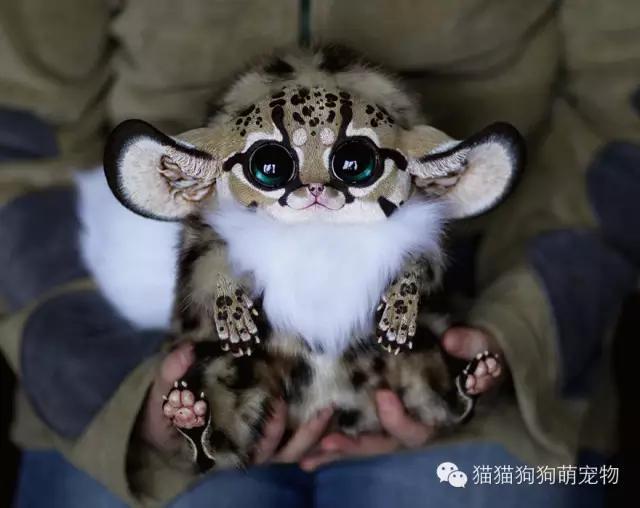 俄罗斯女孩制作的虚构动物玩偶，好逼真！