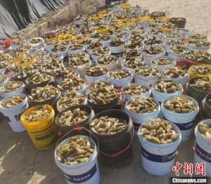 (乡村行·看振兴)江西临川:招才引才用才 探索羊肚菌“致富路”