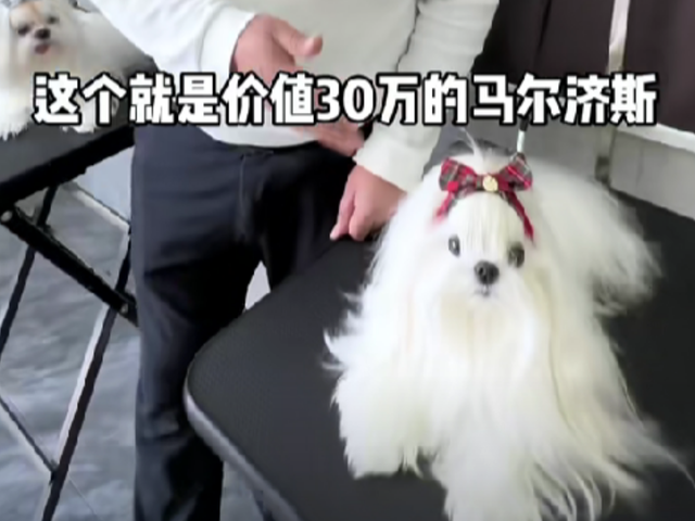 杭州大爷摔狗后续：此狗是价值十几万的名犬，律师发声：无需担责