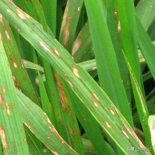 生物抗生素多抗霉素，保护治疗，药肥双效，绿色农业生产的必备！